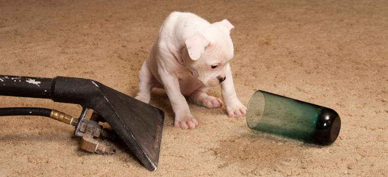 how to clean dog poop from carpet uk